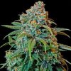 Blue Dream Seeds Feminized