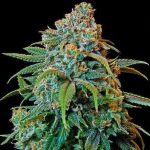 Blue Dream Seeds Feminized