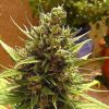 Buy Blueberry Feminized Online