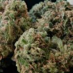 Buy Durban Poison