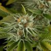 Nova OG, feminized Seeds