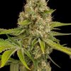Buy OG Kush Seeds