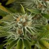 Strawberry Cough Seeds FEMINIZED