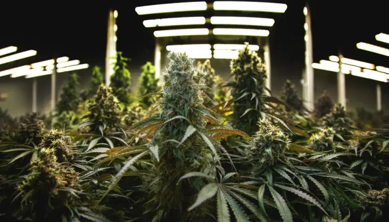 Buy Cannabis Strains Online